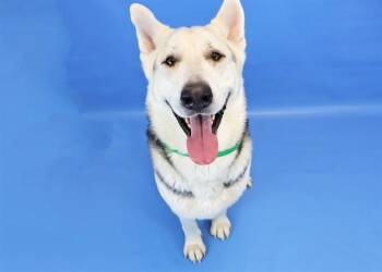 German Shepherd Dog and Siberian Husky Dogs Available for Adoption - HARRIS | PetCurious