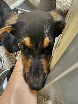 BOB -  German Shepherd Dog and Mixed Breed Dog for Adoption in Pueblo, Colorado - BOB | PetCurious