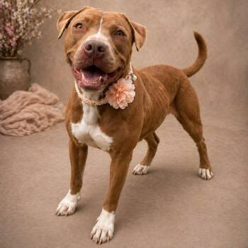 Staffordshire Bull Terrier Dogs Available for Adoption in Lucas, Texas - WILLOW GS | PetCurious