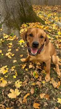 Rescue Rhodesian Ridgeback Dogs for Adoption in Bellingham, Washington - Nicholas | PetCurious