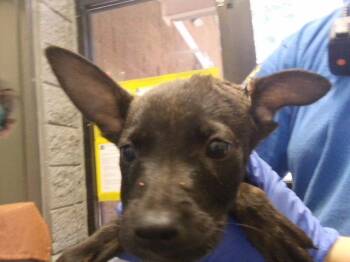 HICKORY -  Pit Bull Terrier and Mixed Breed Dog for Adoption in Tulsa, Oklahoma - HICKORY | PetCurious