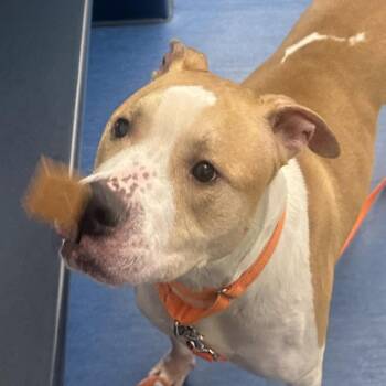 Caramel -  Mixed Breed Dog for Adoption in Pittsburgh, Pennsylvania - Caramel | PetCurious