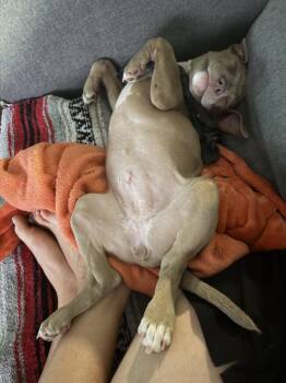 Bowie -  American Staffordshire Terrier and Labrador Retriever Dog for Adoption in Sedalia, Colorado - Bowie | PetCurious