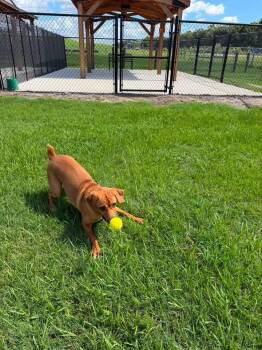 Mallard -  American Bulldog Dog for Adoption in Lakeland, Florida - Mallard | PetCurious