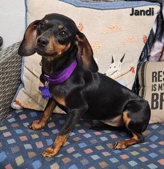 Jandi -  Dachshund and Terrier Dog for Adoption in Ellijay, Georgia - Jandi | PetCurious