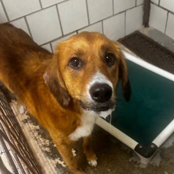 Rescue Shepherd Dogs for Adoption in Starkville, Mississippi - Ellie | PetCurious