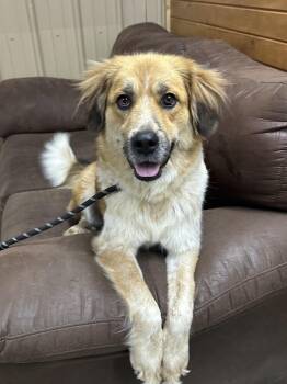 Rescue Great Pyrenees and Australian Cattle Dog Blue Heeler Dogs for Adoption in Tahlequah, Oklahoma - Mocha | PetCurious
