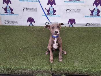 Pit Bull Terrier Dogs Available for Adoption - STEPA | PetCurious