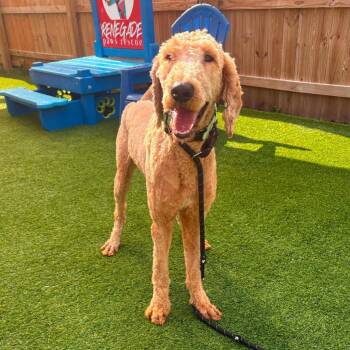 Poodle Dogs Available for Adoption in Savannah, Georgia - Glitch | PetCurious