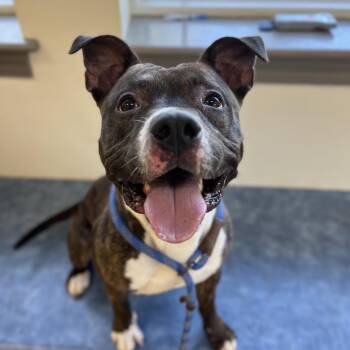 Pit Bull Terrier Dogs Available for Adoption in Roanoke, Virginia - Mordy | PetCurious