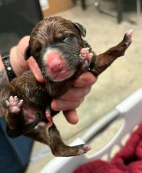Charlotte -  Blue Lacy and Mixed Breed Dog for Adoption in Lampasas, Texas - Charlotte | PetCurious