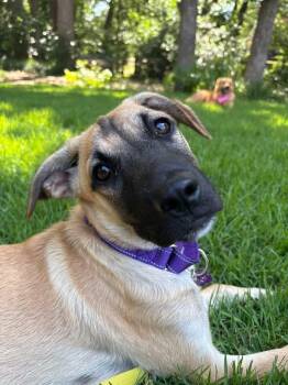 Miracle (Mira) -  Shepherd Dog for Adoption in Southlake, Texas - Miracle (Mira) | PetCurious