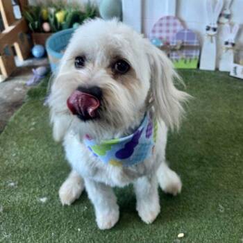 Maltese and Mixed Breed Dogs Available for Adoption - Dogwood | PetCurious