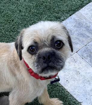 Brussels Griffon and Border Terrier Dogs Available for Adoption - Ryder | PetCurious