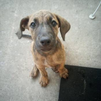 FRITZ -  Hound Dog for Adoption in Chicopee, Massachusetts - FRITZ | PetCurious