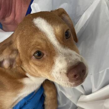 Gooseberry -  Shepherd Dog for Adoption in Edinburg, Texas - Gooseberry | PetCurious