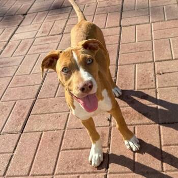 Rescue Boxer and Labrador Retriever Dogs for Adoption in Spring, Texas - Tippy | PetCurious