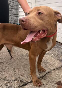 Traz -  Pit Bull Terrier Dog for Adoption in Mckeesport, Pennsylvania - Traz | PetCurious