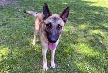 Rescue Belgian Shepherd Malinois Dogs for Adoption in Coupeville, Washington - Ronan | PetCurious