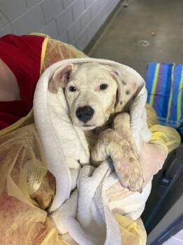 Mixed Breed Dogs Available for Adoption in Jacksonville, Florida - CARINA | PetCurious