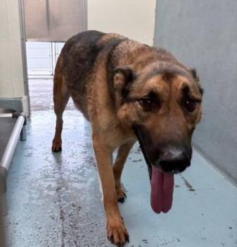 German Shepherd Dog Dogs Available for Adoption in Ogdensburg, New York - Reno | PetCurious
