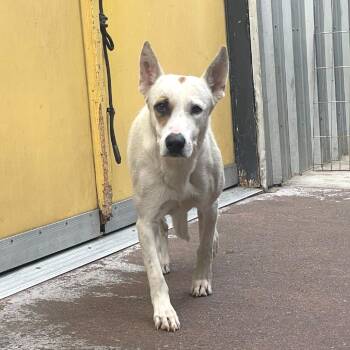 Linda -  Mixed Breed Dog for Adoption in San Francisco, California - Linda | PetCurious