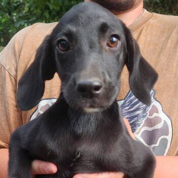 Hearts Shuffle - Local Pup -  Labrador Retriever Dog for Adoption in Andover, Massachusetts - Hearts Shuffle - Local Pup | PetCurious