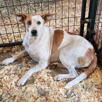 Maggie * -  American Foxhound and Cattle Dog Dog for Adoption in Hackett, Arkansas - Maggie * | PetCurious