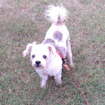 Max -  Terrier Dog for Adoption in Rossville, Georgia - Max | PetCurious