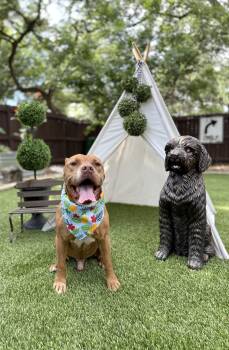 Max -  American Bulldog Dog for Adoption in Mico, Texas - Max | PetCurious