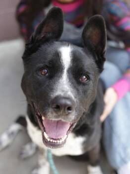 Mixed Breed Dogs Available for Adoption in Chamblee, Georgia - Tree Thorn | PetCurious