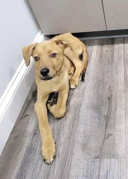 Collie and Retriever Dogs Available for Adoption in Pottstown, Pennsylvania - Wintermint | PetCurious