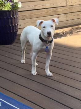 Pit Bull Terrier Dogs Available for Adoption in Fredericksburg, Virginia - Boo | PetCurious