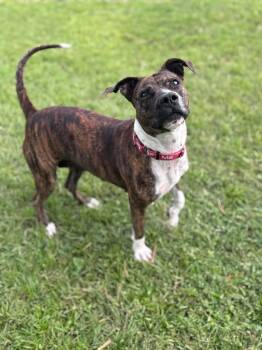 Pepper -  Terrier Dog for Adoption - Pepper | PetCurious