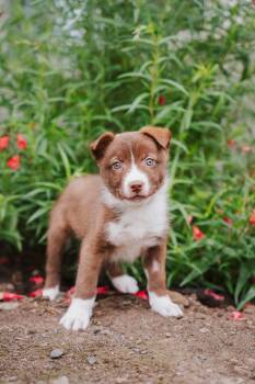 Wallaby -  Siberian Husky and Mixed Breed Dog for Adoption in Newberg, Oregon - Wallaby | PetCurious