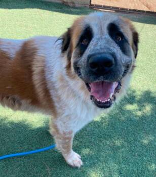Daisy Ark -  Saint Bernard and Great Pyrenees Dog for Adoption in Friendswood, Texas - Daisy Ark | PetCurious
