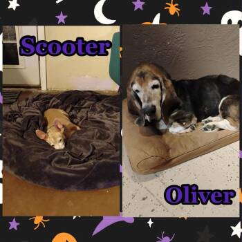 Rescue Chihuahua Dogs for Adoption in Mesa, Arizona - Scooter And Oliver (Bonded Pair) | PetCurious