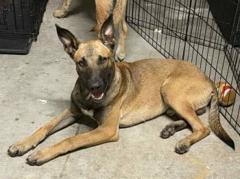 Rescue Belgian Shepherd Malinois Dogs for Adoption in Imlay City, Michigan - Brennan - Located In Florida | PetCurious