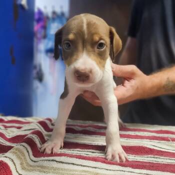 Rescue Terrier and Catahoula Leopard Dog Dogs for Adoption in Wahiawa, Hawaii - Versace | PetCurious