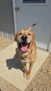 Memphis -  Husky and Shepherd Dog for Adoption in Estherville, Iowa - Memphis | PetCurious