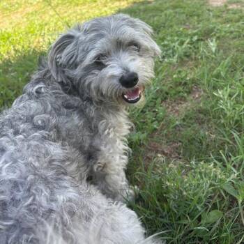 Schnauzer and Mixed Breed Dogs Available for Adoption in Houston, Texas - Sitka | PetCurious