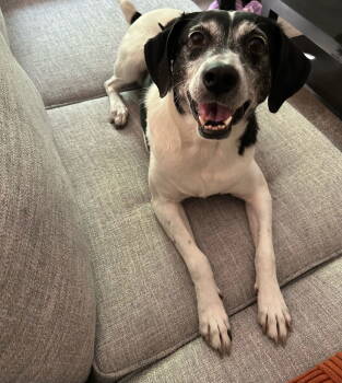 Rescue English Pointer and Hound Dogs for Adoption in Minneapolis, Minnesota - Sadie | PetCurious