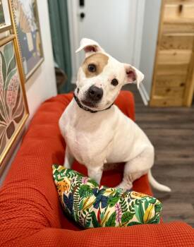 American Staffordshire Terrier and Labrador Retriever Dogs Available for Adoption - Cyrus Cuddles The Easy Breezy Love Bug | PetCurious