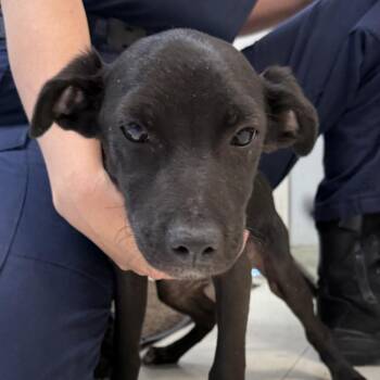 Labrador Retriever Dogs Available for Adoption in Jacksonville, Arkansas - Hope | PetCurious