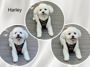 Harley - GA -  Bichon Frise Dog for Adoption in Tulsa, Oklahoma - Harley - GA | PetCurious