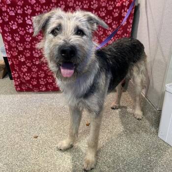 IVHS-Stray-142214 -  Irish Wolfhound and Terrier Dog for Adoption in San Gabriel, California - IVHS-Stray-142214 | PetCurious