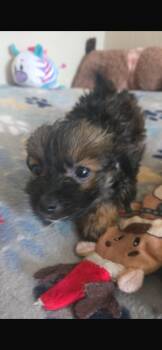 Yorkshire Terrier and Chihuahua Dogs Available for Adoption in Virginia Beach, Virginia - Roy | PetCurious