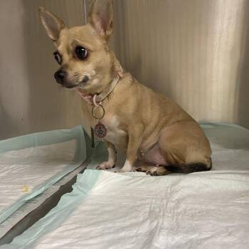 Leia -  Mixed Breed Dog Available for Adoption in Winston-salem, North Carolina - Leia | PetCurious