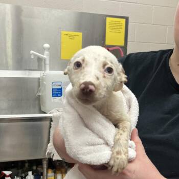 Sierra -  Mixed Breed Dog for Adoption in Ardmore, Oklahoma - Sierra | PetCurious