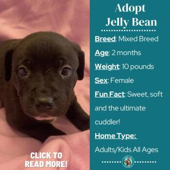 Black Mouth Cur and Beagle Dogs Available for Adoption in Metamora, Michigan - JellyBean | PetCurious